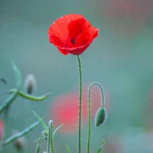 color picture of a red poppy